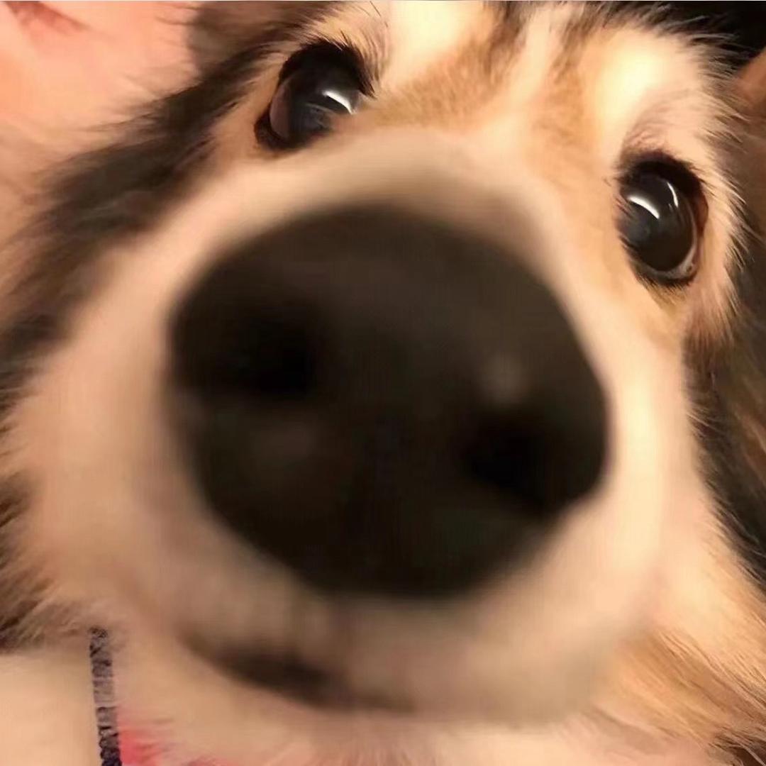 喜欢你的粉红裤衩