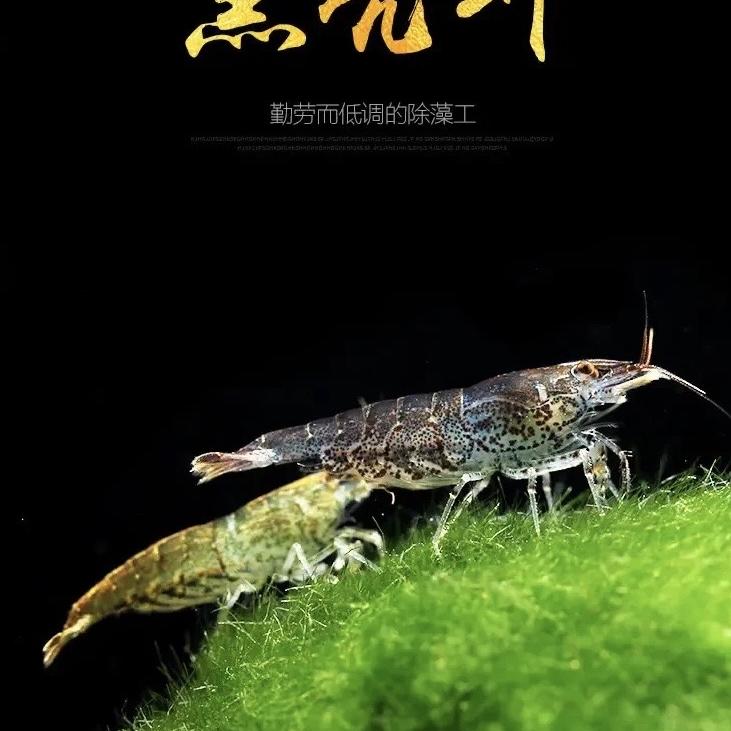 峰哥观赏鱼除藻黑客虾