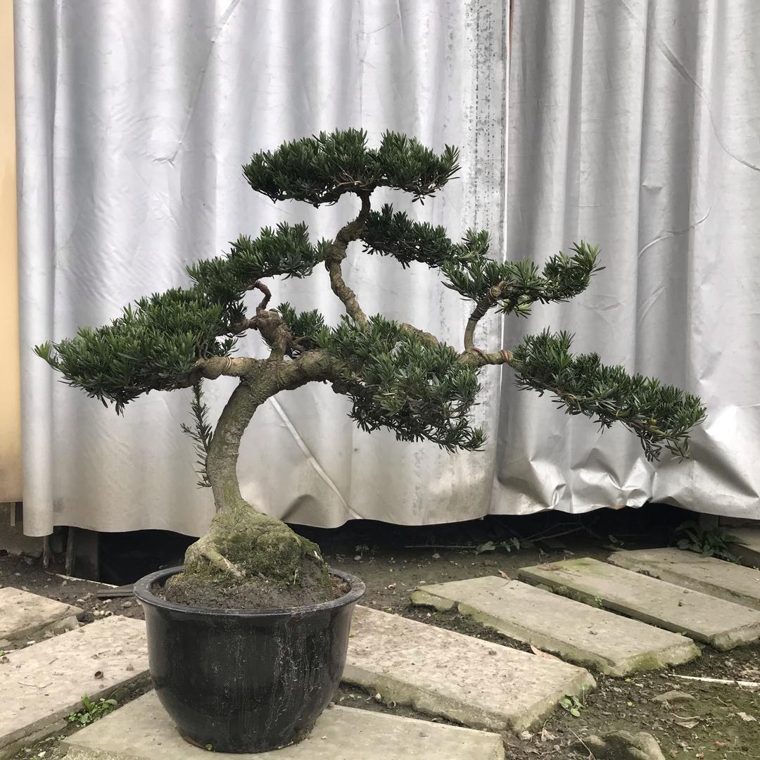 木石-有道
