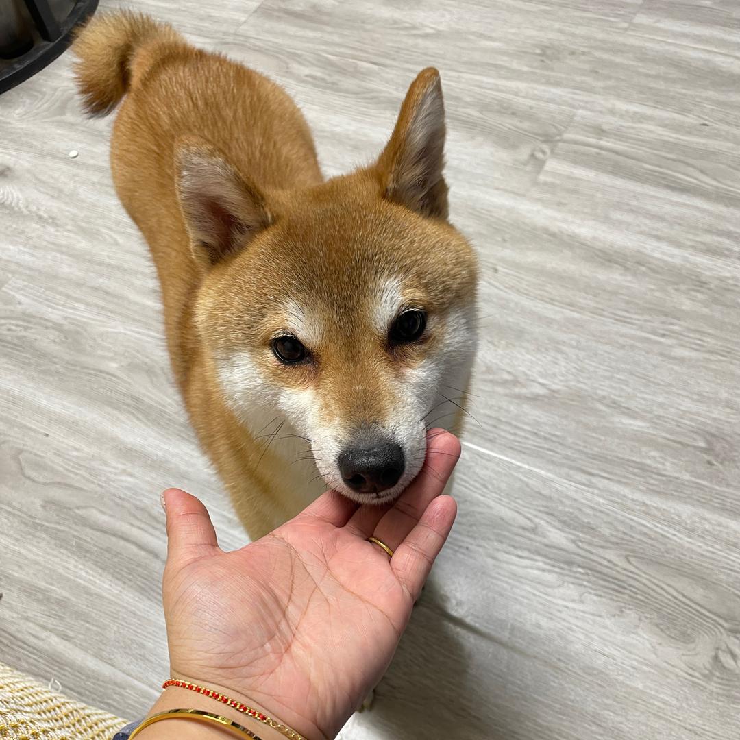 小胖墩要减肥