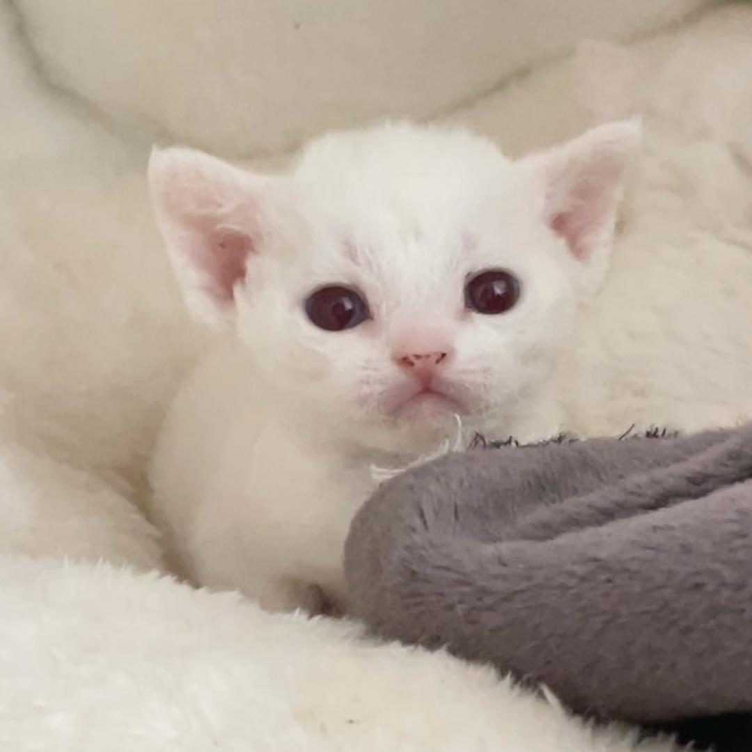 TIFF.Miao德文卷毛猫猫舍