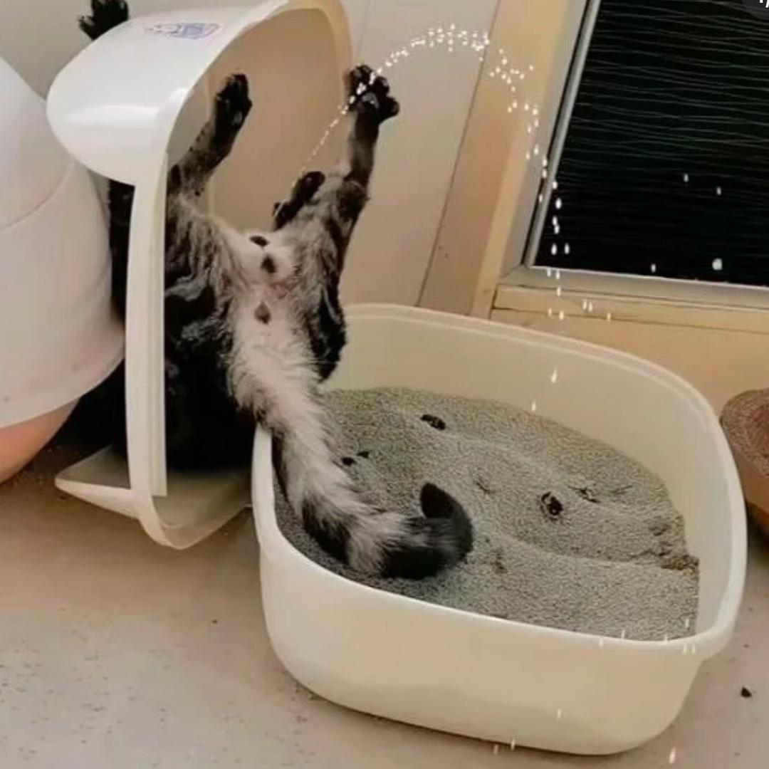是小狐狸呀！