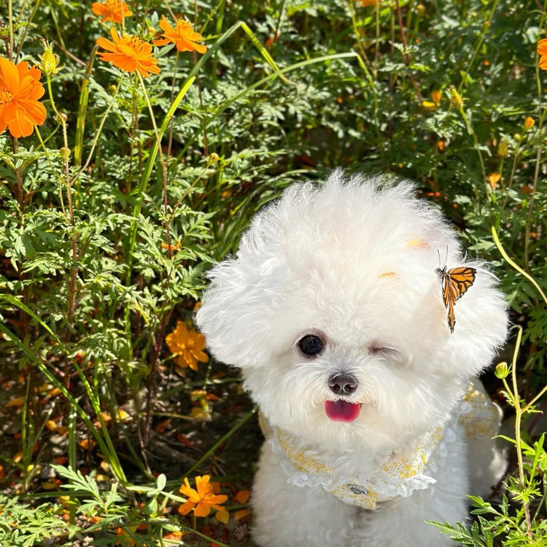 睢县轮胎批发（小袁）