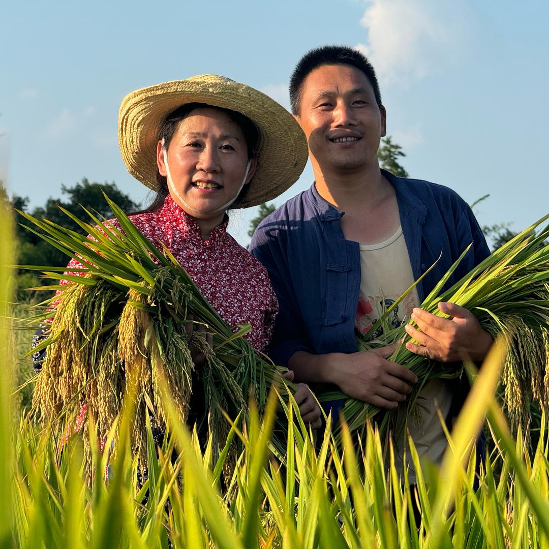 燕子（不忘初心）