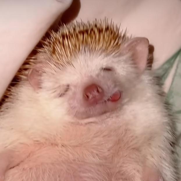 雪奈unicorn（霜精版