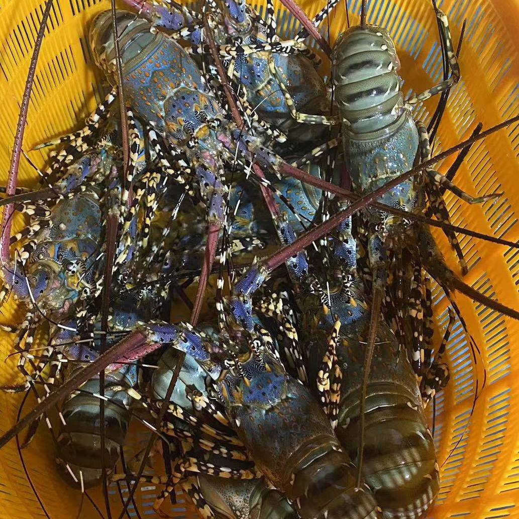 鱼鲜鲜小海鲜