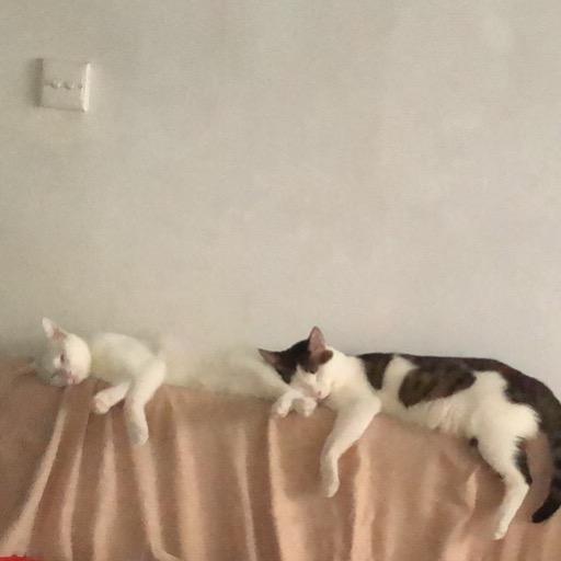 大喵魔法手（挑战一千个男妆版本）