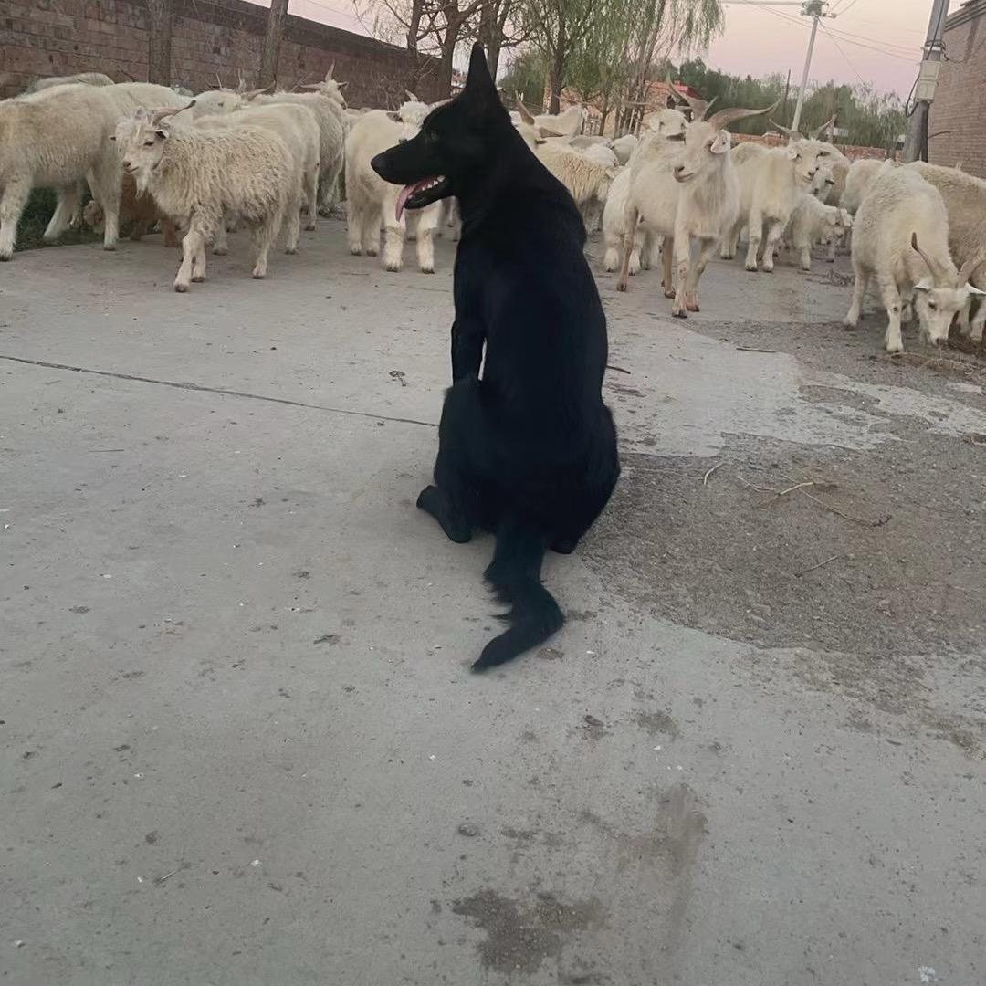 专业培训放羊狗