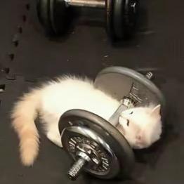 猪蹄蹄