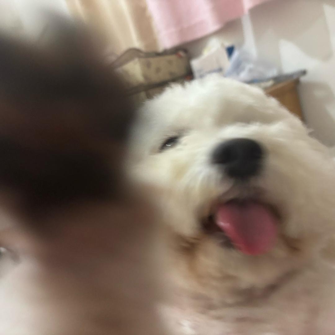 枫夜棠