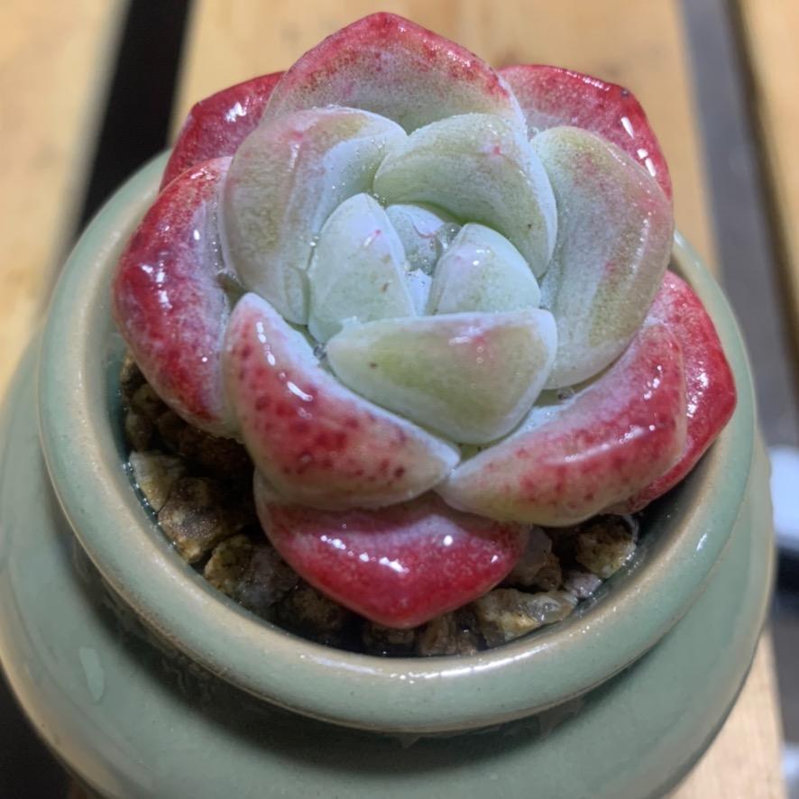 龙猫花卉苗圃多肉基地