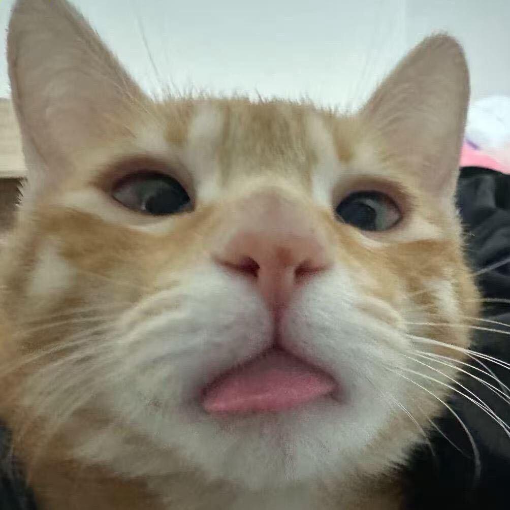 qqsdog头像