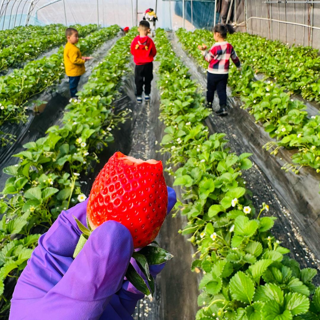 安丘市石埠子镇幸和种植家庭农场🍓