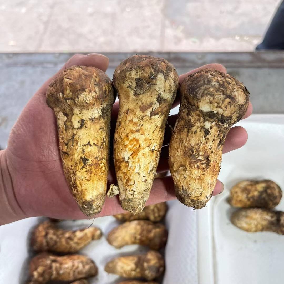 藏地卓嘎松茸摆摊日记～