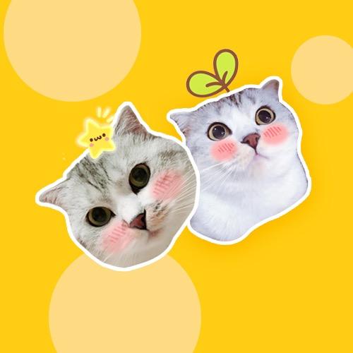 小红帽养喵