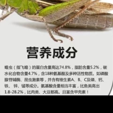 蝗虫养殖合作社