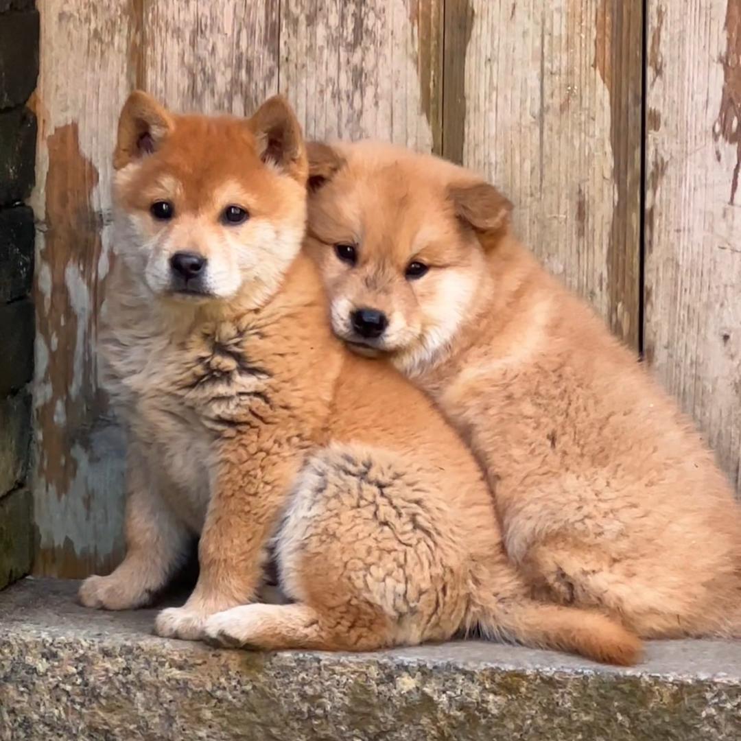 A-田园犬之乡