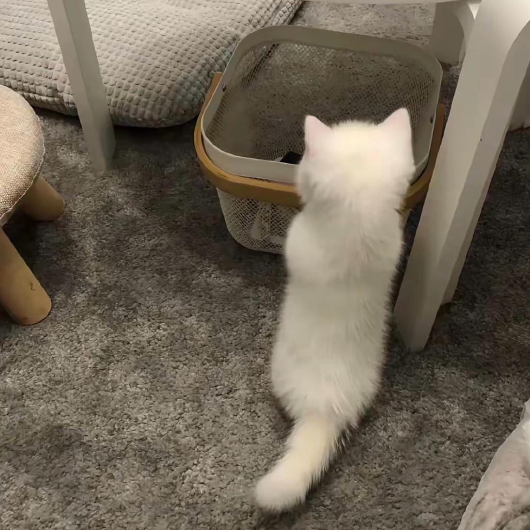 凌凌漆