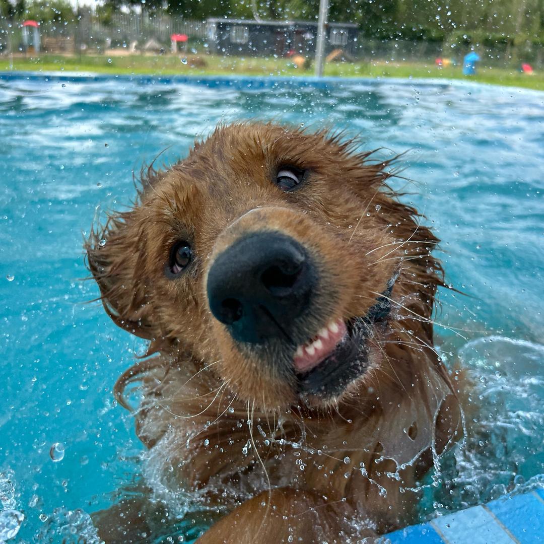 大角牛（三角洲行动）