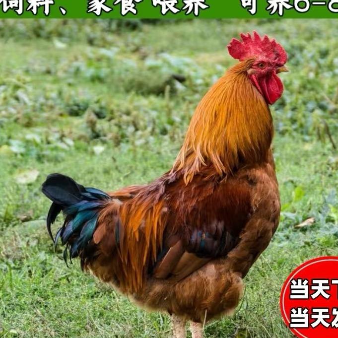 广州鸡苗孵化场