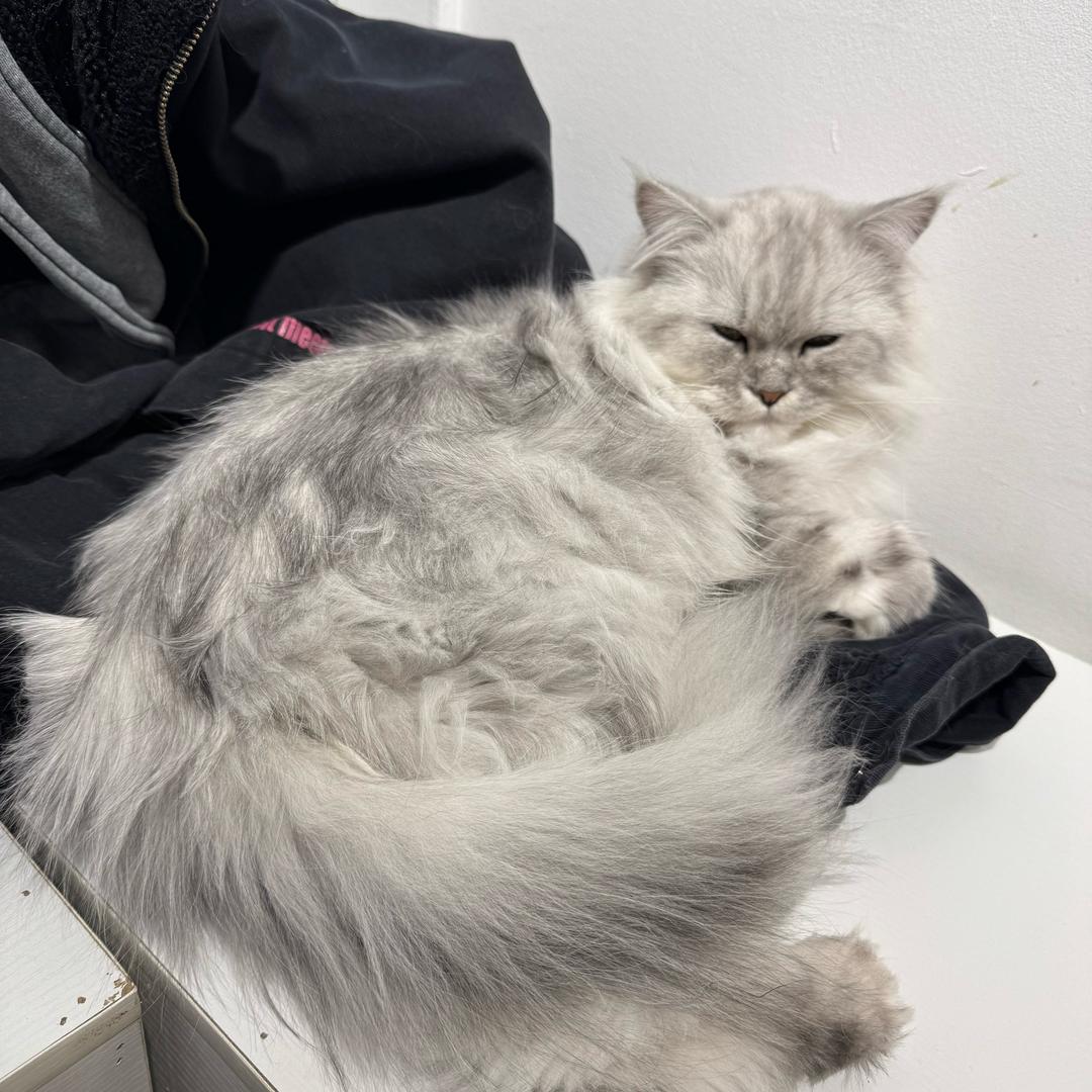 对方正在输入中