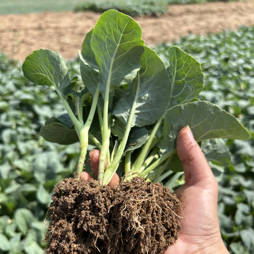 莆田市涵江区番婆蔬菜育苗场