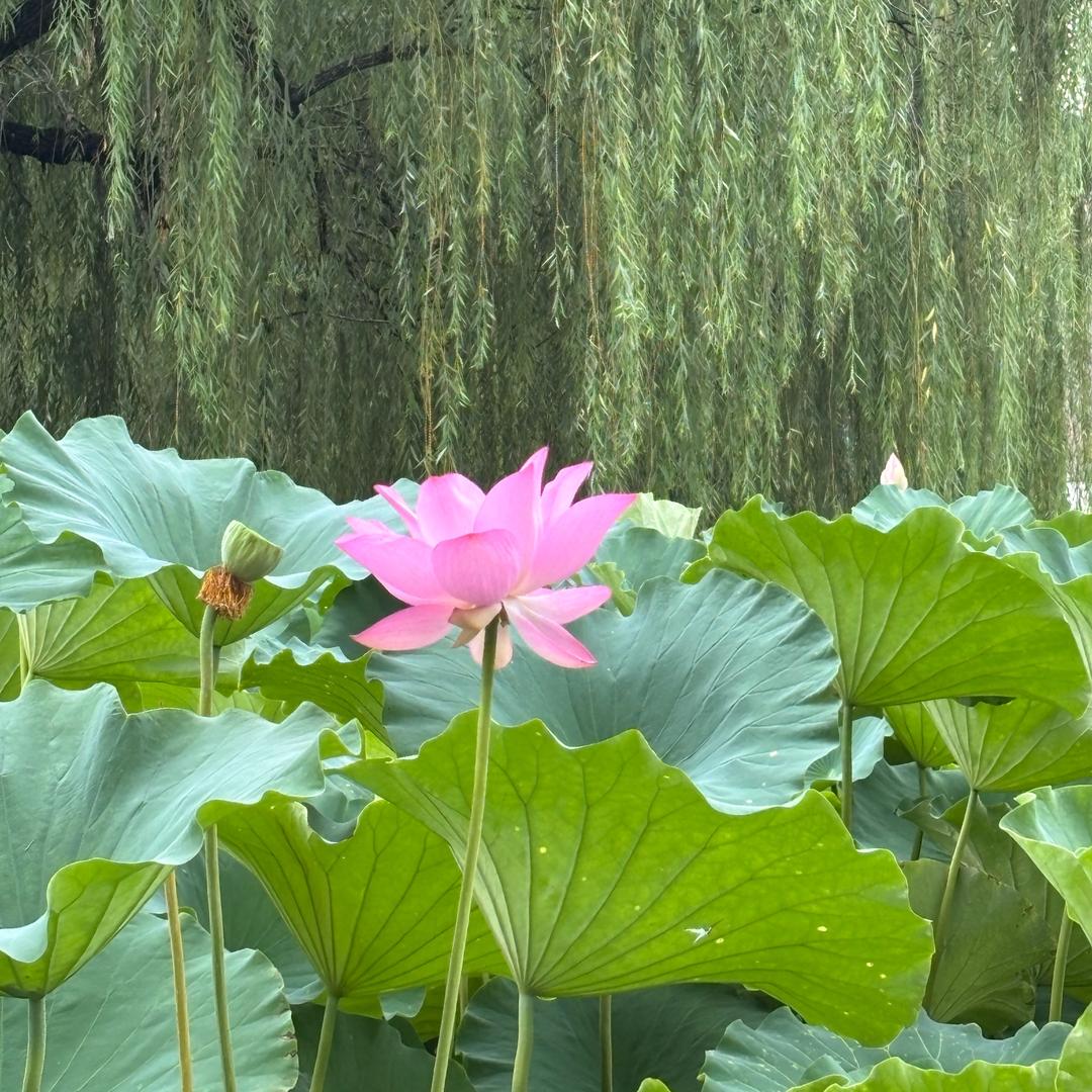 简，叙