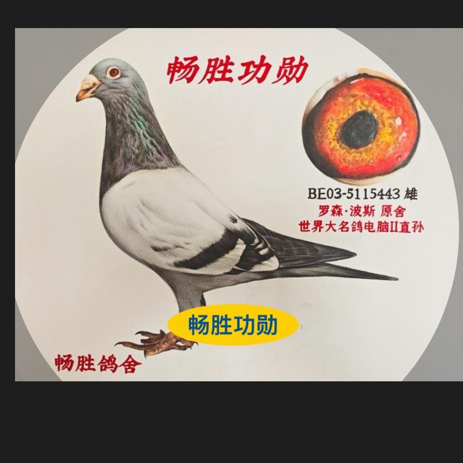 畅胜赛鸽🕊️桑杰士