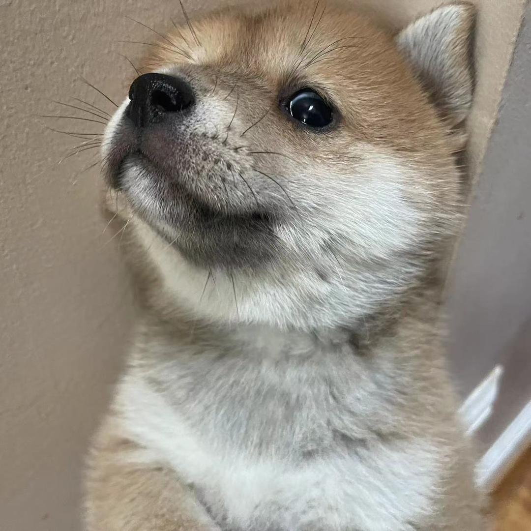 豆腐