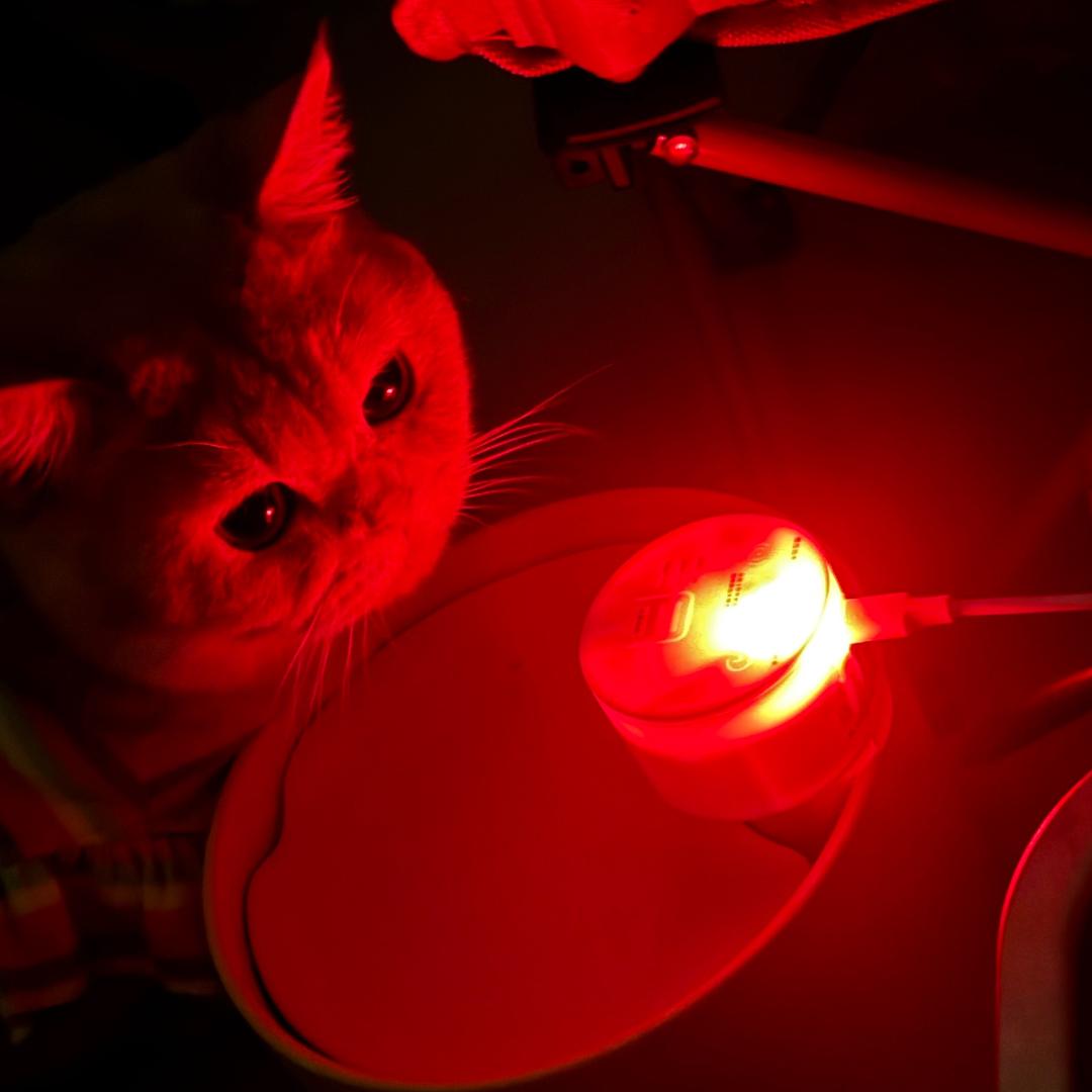 猫不理大许.