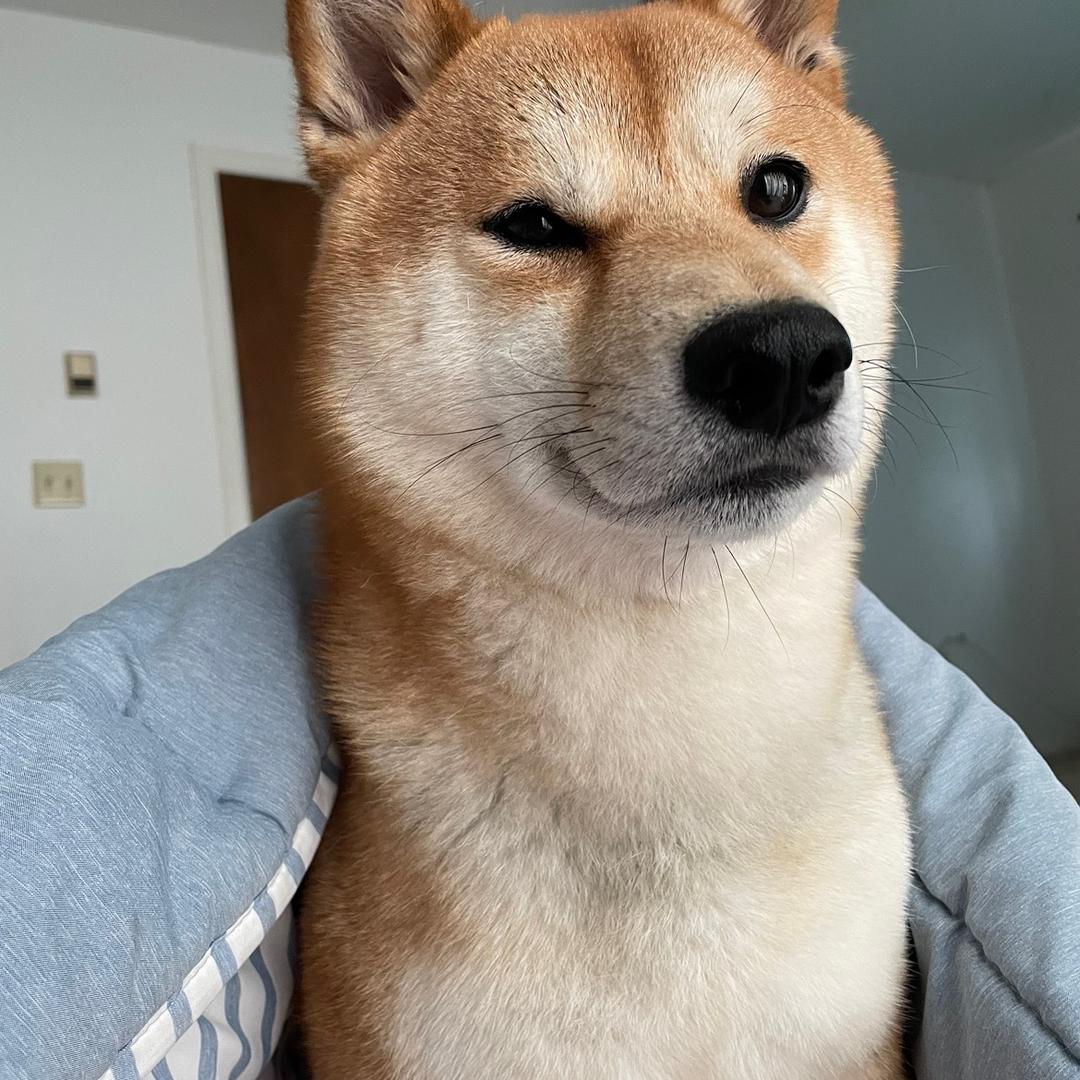 你疯了吗
