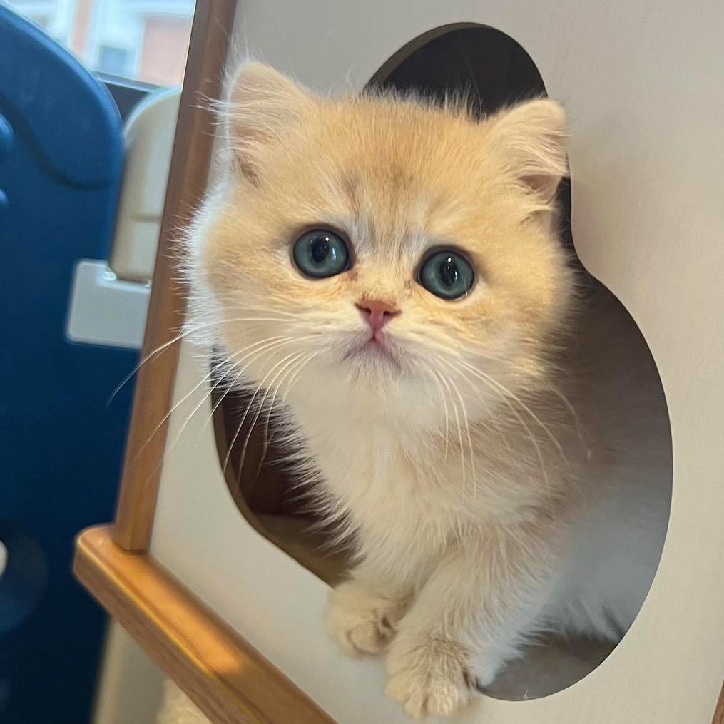 萌希金渐层猫舍