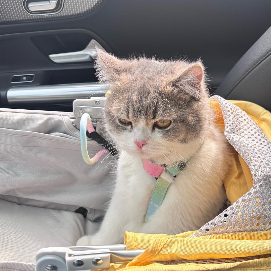 棣棣不是煤气罐