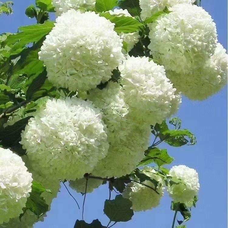 宜良县御轩苗木种植园