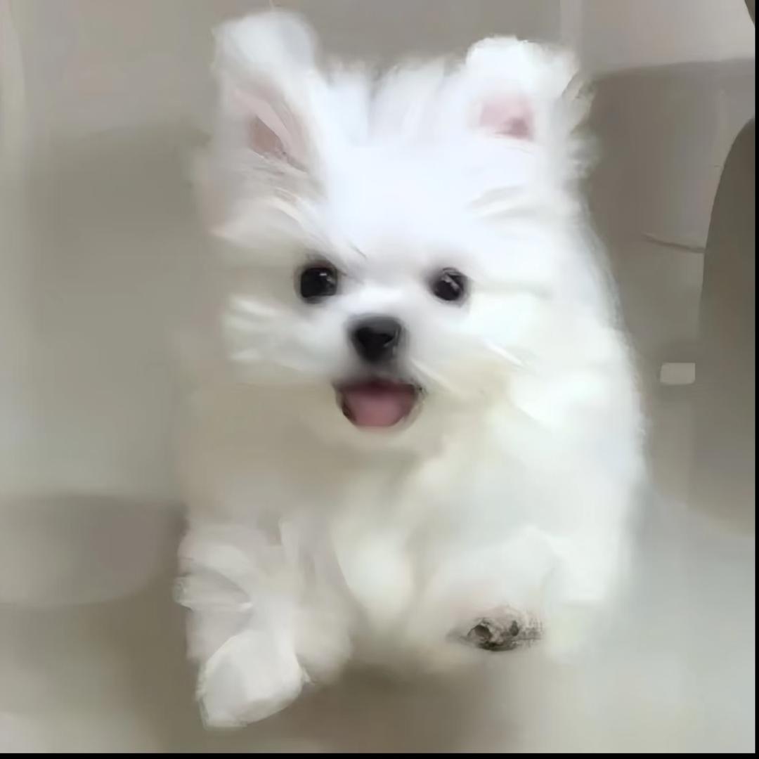 奈何知爱