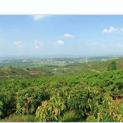 不吃火龙果
