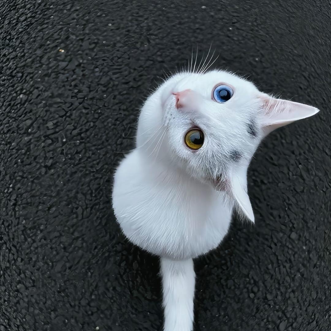 怡宝