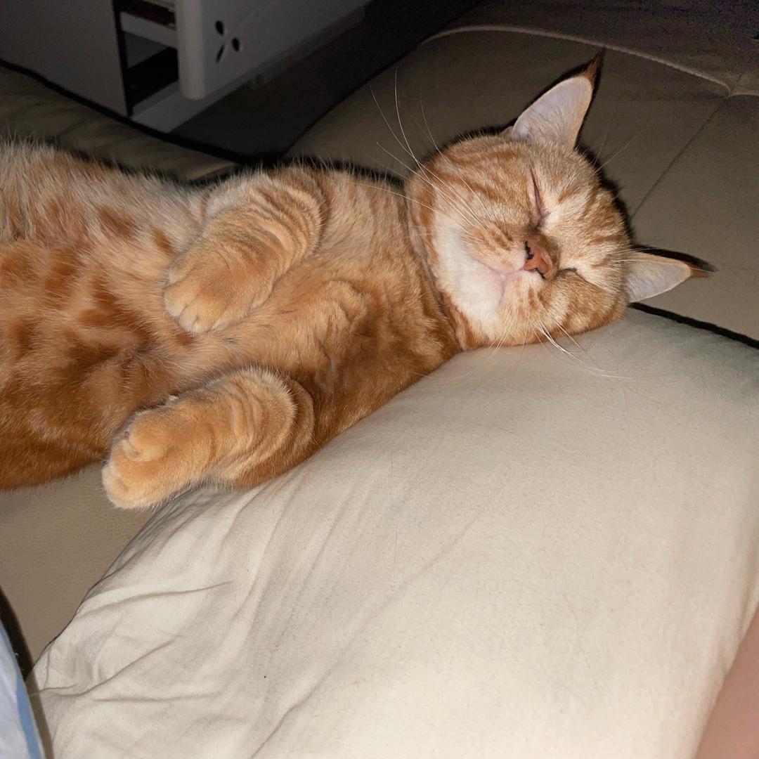 安哥拉威猛先生敲丧钟