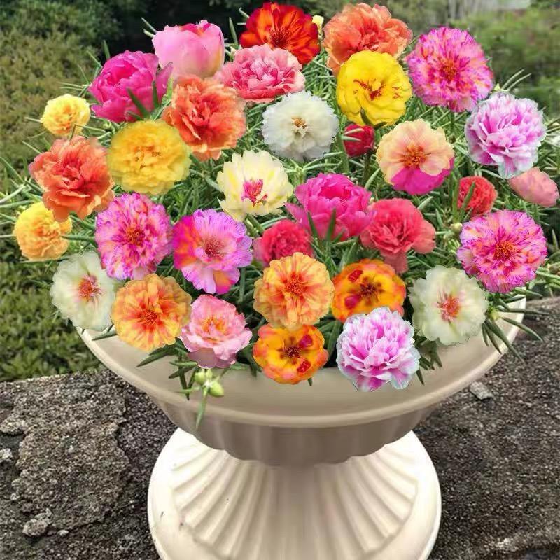 佳言太阳花