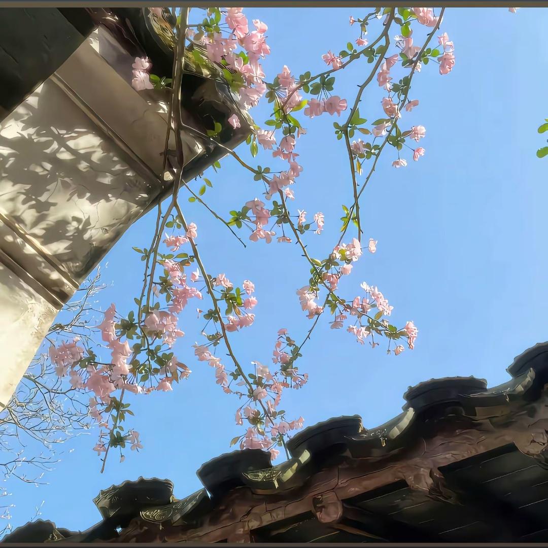 不吃香菜嘻嘻