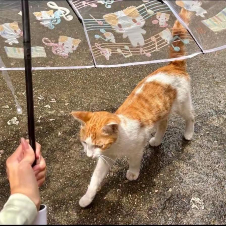 不要葱
