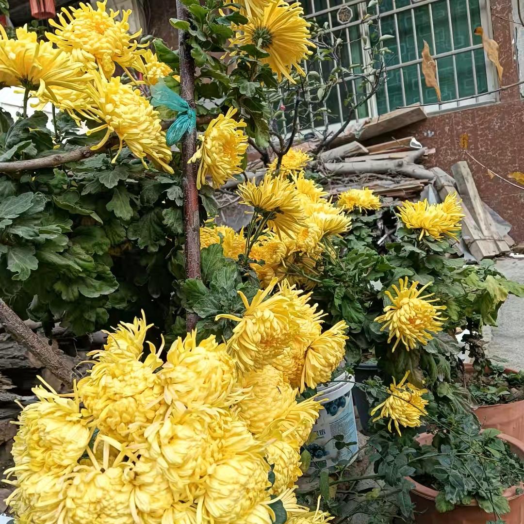你不是我的菜，不要先锅盖