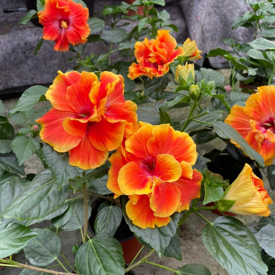 盛荣花卉
