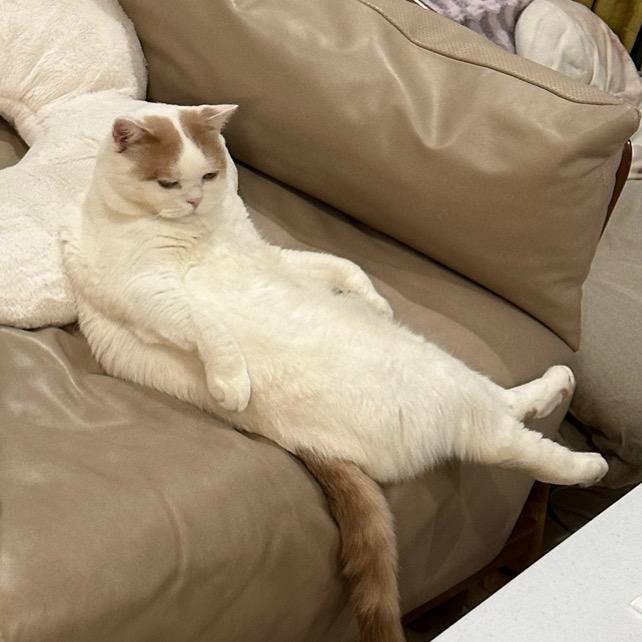 一屋Kiki猫