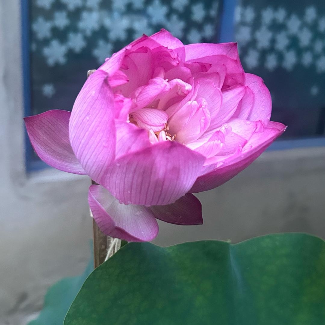 葛葛岸上走