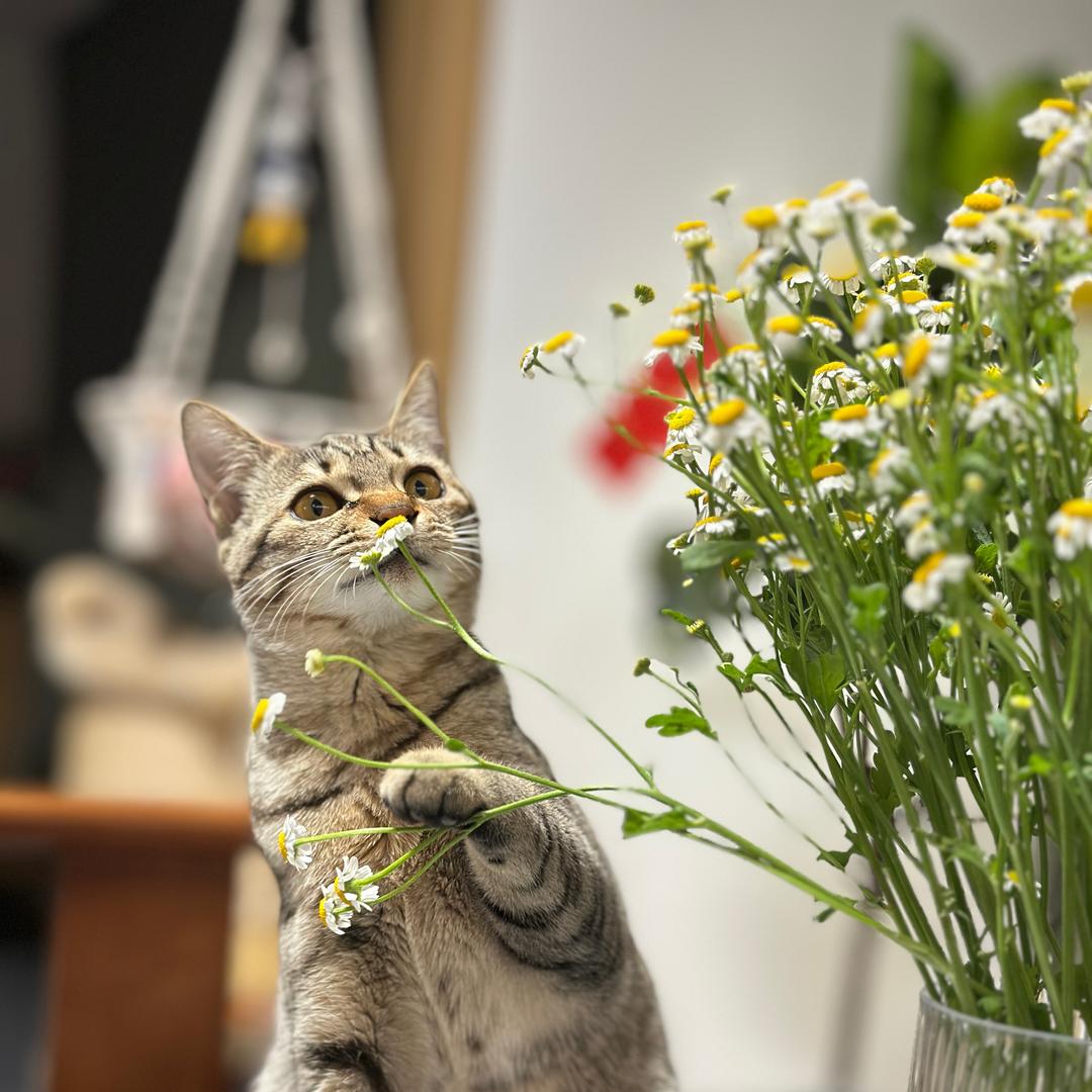 🐱喵十一