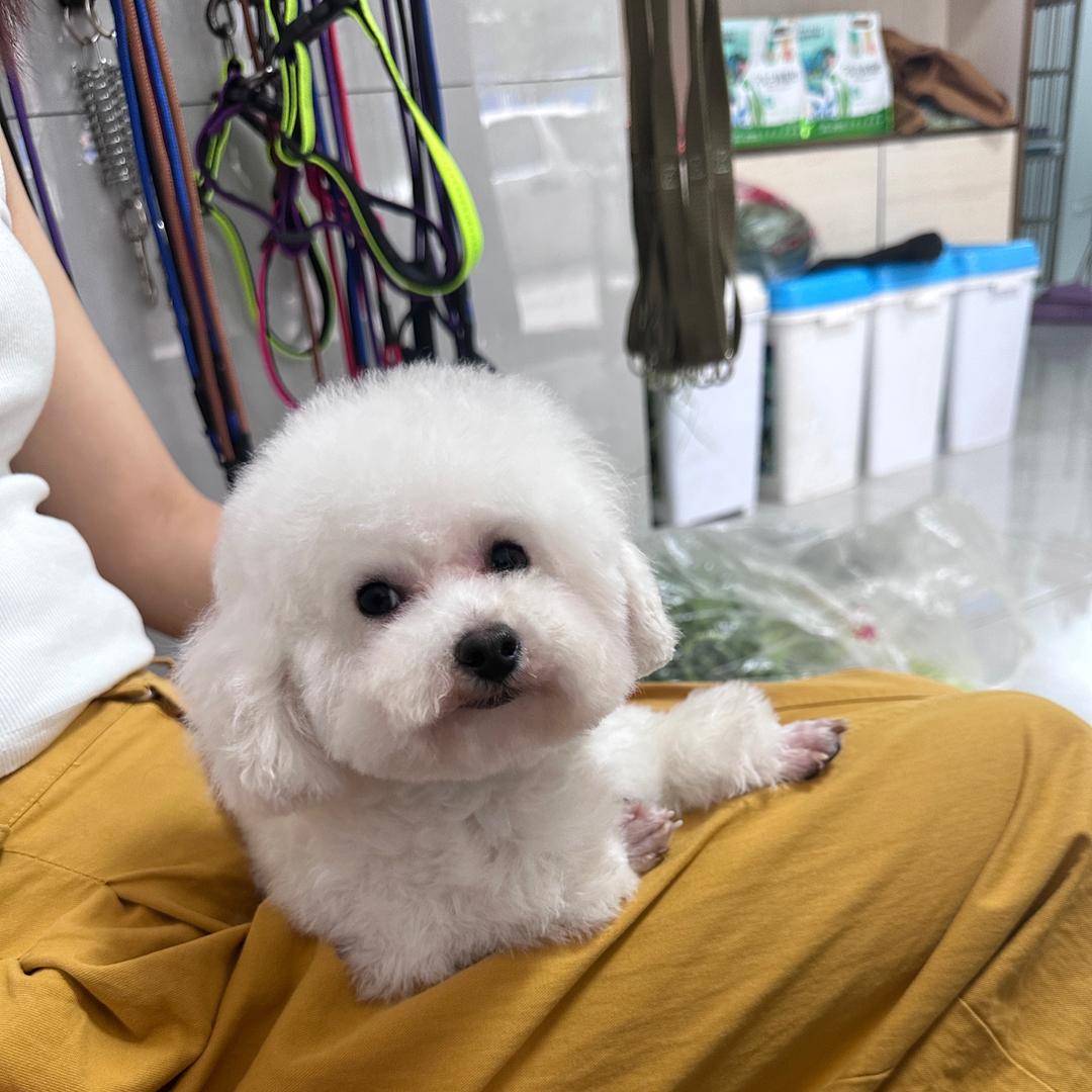 狼王爱犬俱乐部