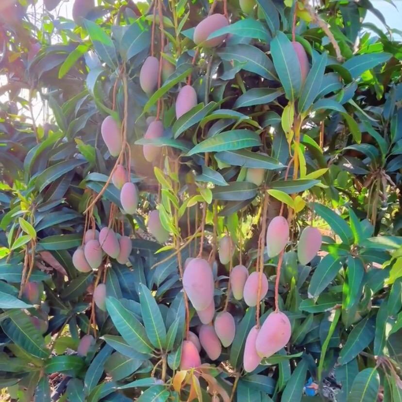 诺甚专营店果蔬专场