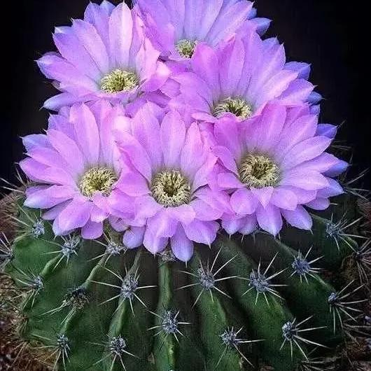 枝繁叶茂园艺场