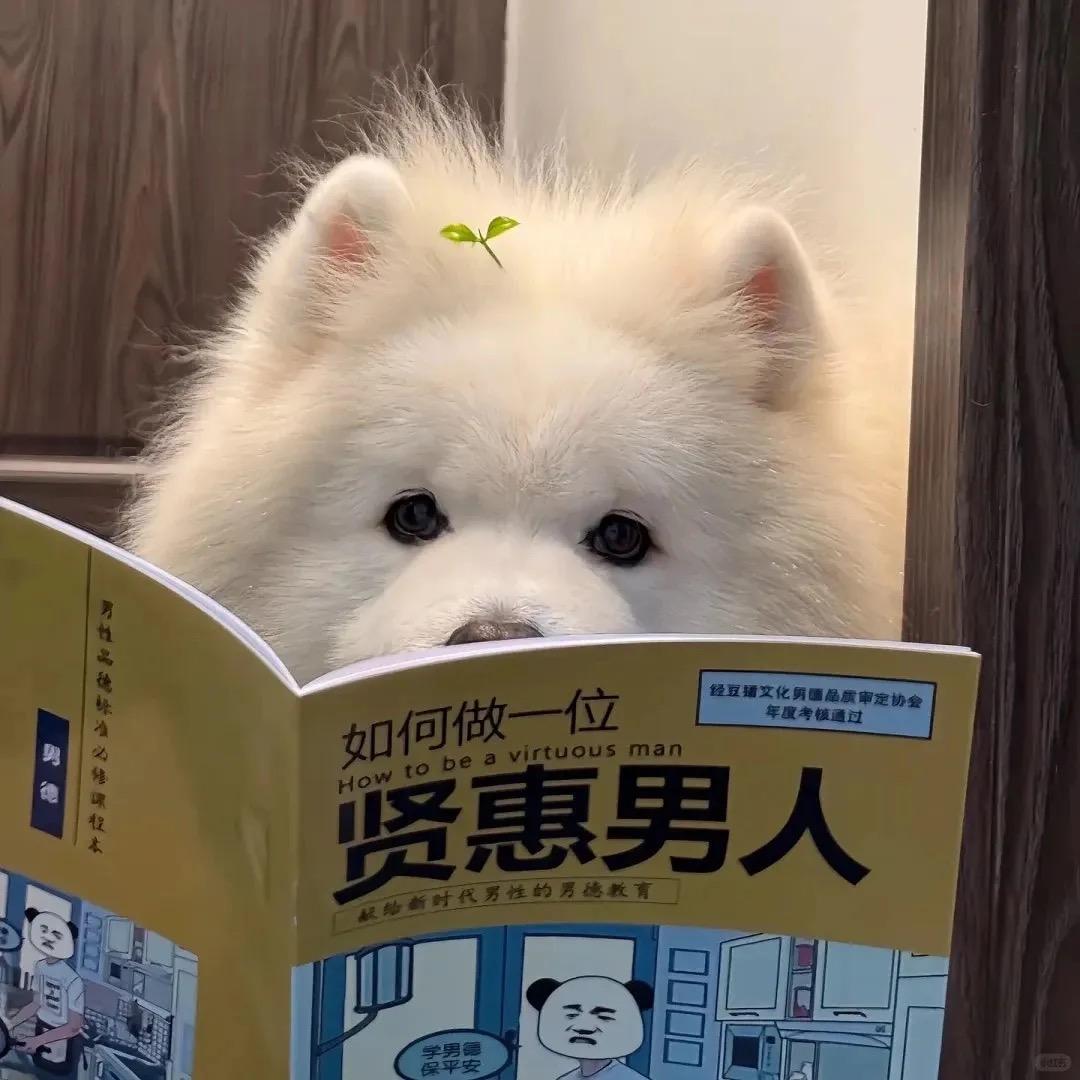 金光闪闪小鹏哥